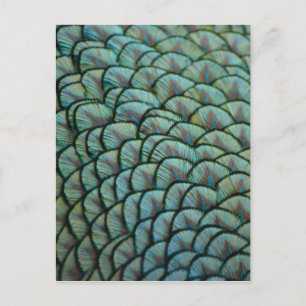 Carte Postale Belles textures naturelles - Plumes de paon