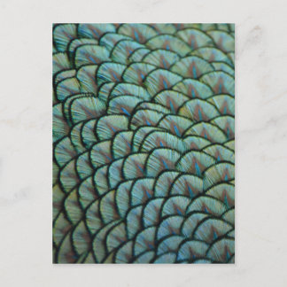 Carte Postale Belles textures naturelles - Plumes de paon