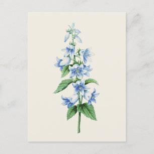 Carte Postale Bellflower vintage par Pierre Joseph Redoute