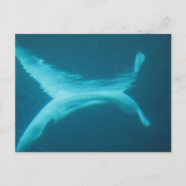 Carte Postale Beluga Split (Devant)