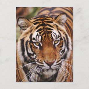 Carte Postale Bengal Tiger, Panthera tigris