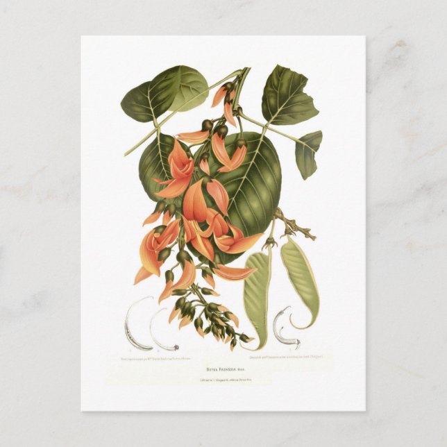 Carte Postale Bengale Kino (Devant)