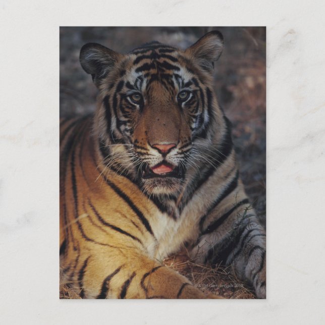 Carte Postale Bengale Tiger (Devant)