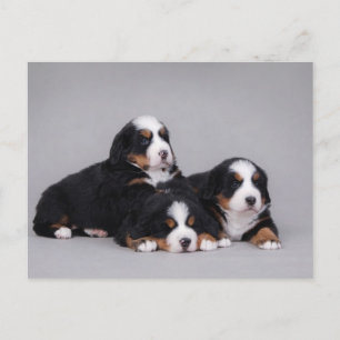 Carte Postale Berese puppies