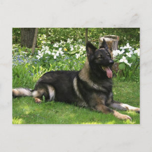 Carte Postale Berger