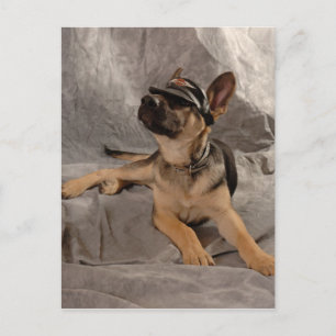 Carte Postale berger allemand