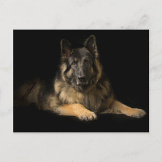 Carte Postale berger allemand