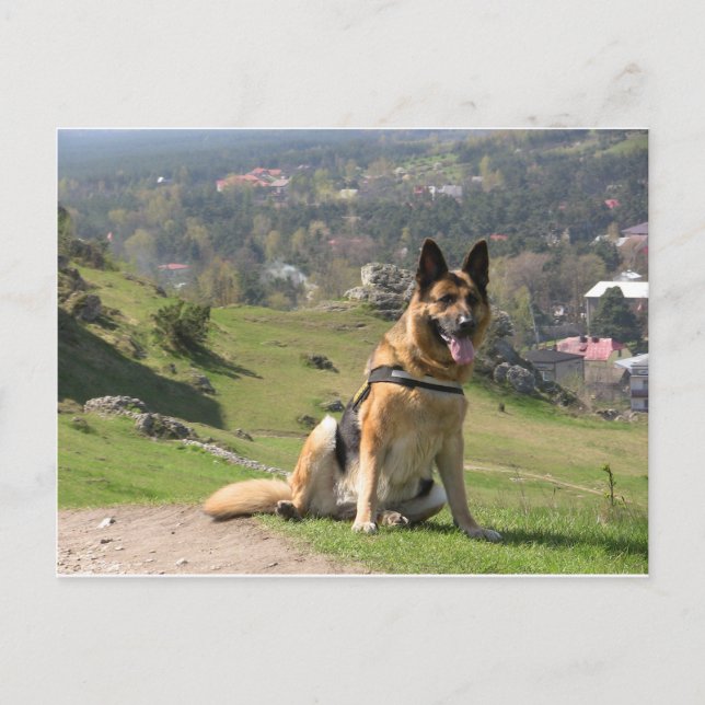 Carte Postale Berger allemand (Devant)