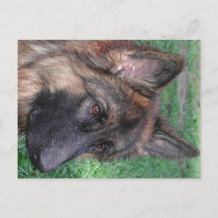 Carte Postale berger allemand
