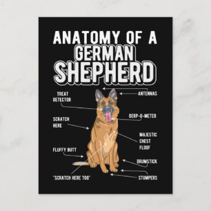 Carte Postale Berger allemand anatomie drôle chien