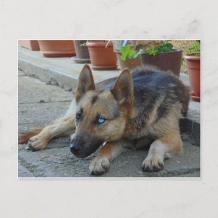 Carte Postale Berger Allemand aux Deux Couleurs d'Yeux