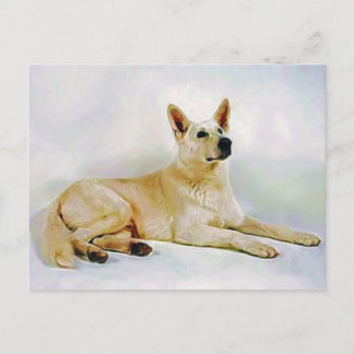 Carte Postale Berger allemand blanc
