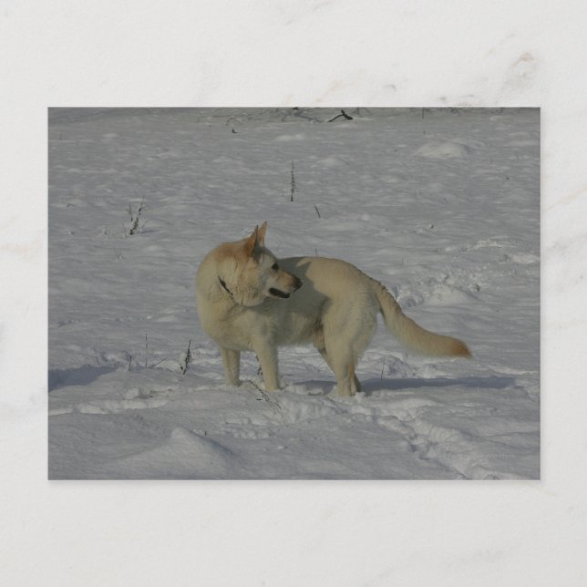 Carte Postale Berger allemand blanc dans la neige (Devant)