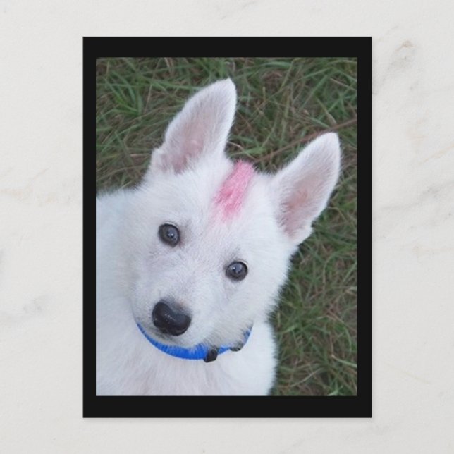 Carte Postale Berger allemand blanc w. Mohawk (Devant)