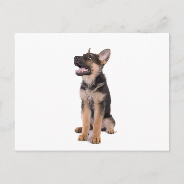 Carte Postale berger allemand chiot (Devant)