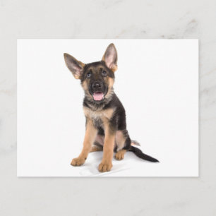 Carte Postale berger allemand chiot