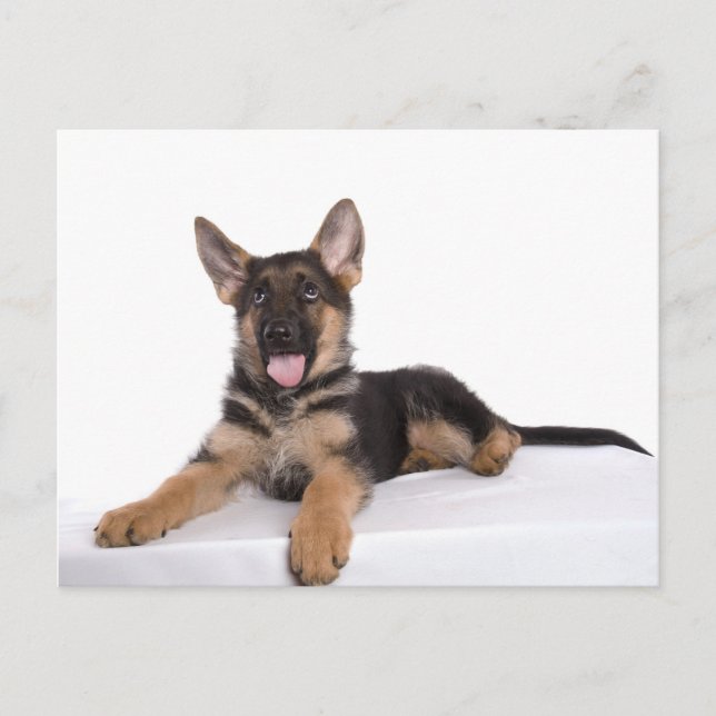 Carte Postale berger allemand chiot (Devant)