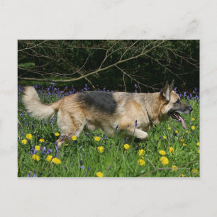 Carte Postale Berger allemand en fleurs jaunes