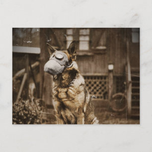 Carte Postale Berger allemand en Masque à gaz