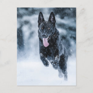 Carte Postale Berger allemand noir dans la couverture de duvet d