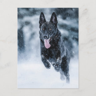 Carte Postale Berger allemand noir dans la couverture de duvet d