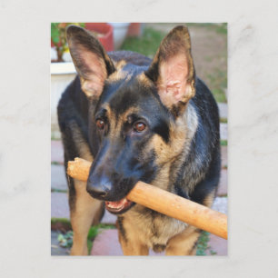 Carte Postale berger allemand par Shirley Taylor