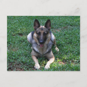 Carte postale berger allemande