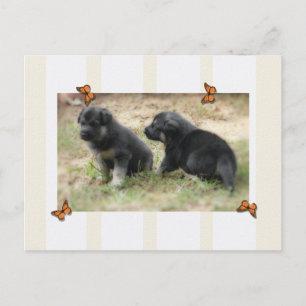 Carte postale berger allemande