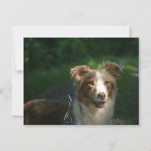Carte Postale Berger américain miniature Red Merle