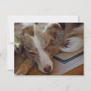 Carte Postale Berger Américain Miniature Rouge Merle Dormir