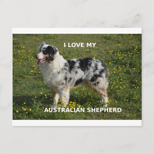 Carte Postale berger australien bleu merle amour w pic (Devant)