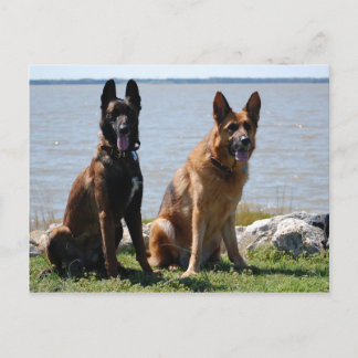 Carte Postale Berger belge malinois et allemand