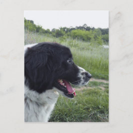 Carte Postale Berger bulgare