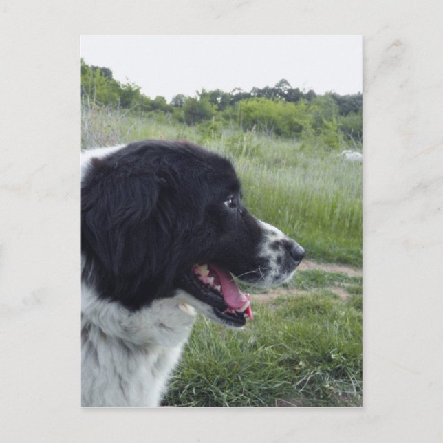 Carte Postale Berger bulgare (Devant)