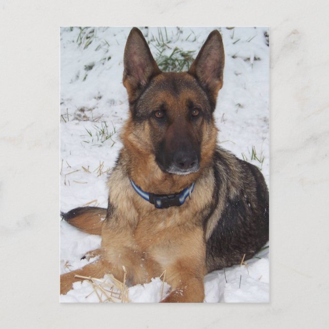 Carte Postale Berger des neiges (Devant)