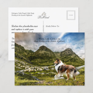 Carte Postale Berger Sable Rough Collie - Collectif