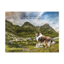 Berger Sable Rough Collie - Collectif