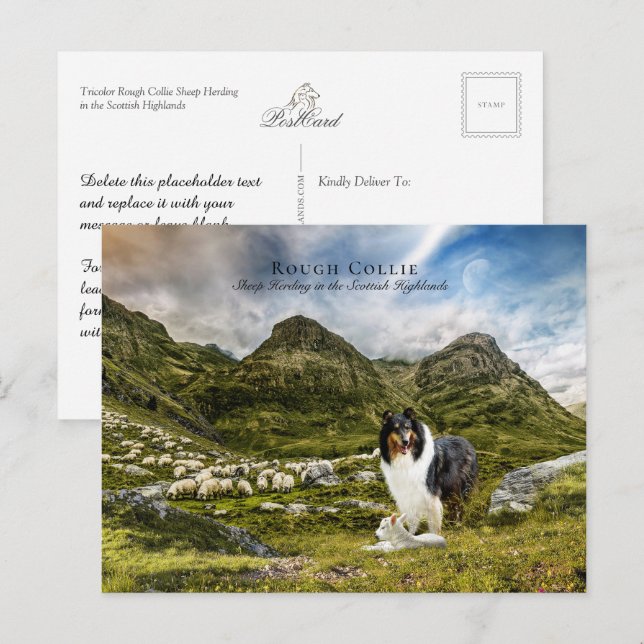 Carte Postale Berger Tricolor Rough Collie - Collectif (Devant / Derrière)
