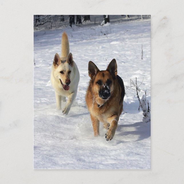 Carte Postale Bergers allemands en courant dans la neige (Devant)