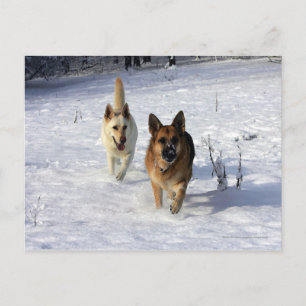 Carte Postale Bergers allemands en courant dans la neige
