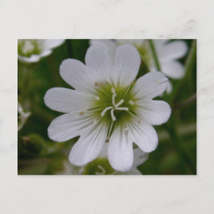 Carte Postale Bering Chickweed Blossom, île de l'Unalaska