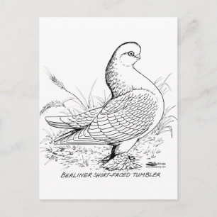 Carte Postale Berliner Pigeon noir et blanc