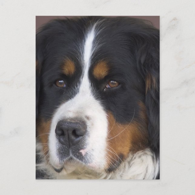 Carte postale Berner Sennenhund (Devant)