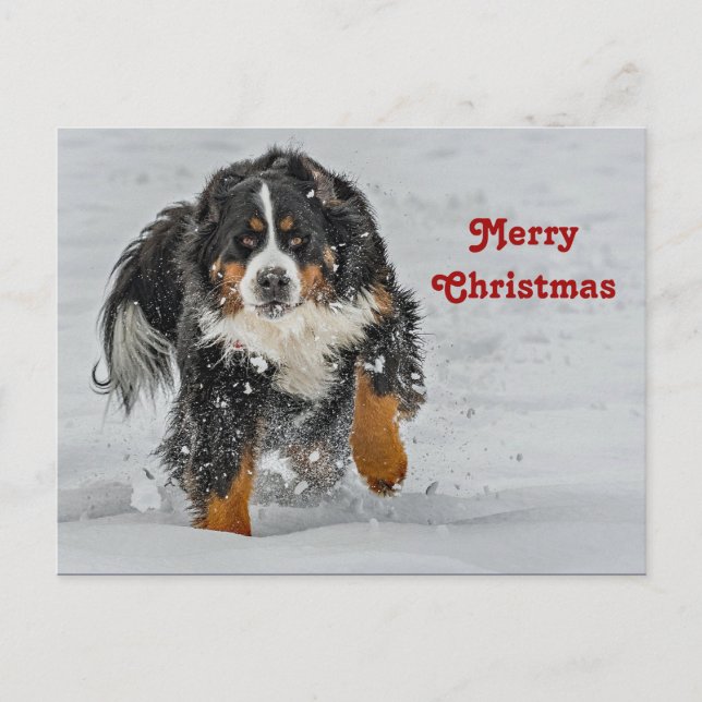 Carte Postale Bernese Mountain Dog Photo de neige Noël (Devant)