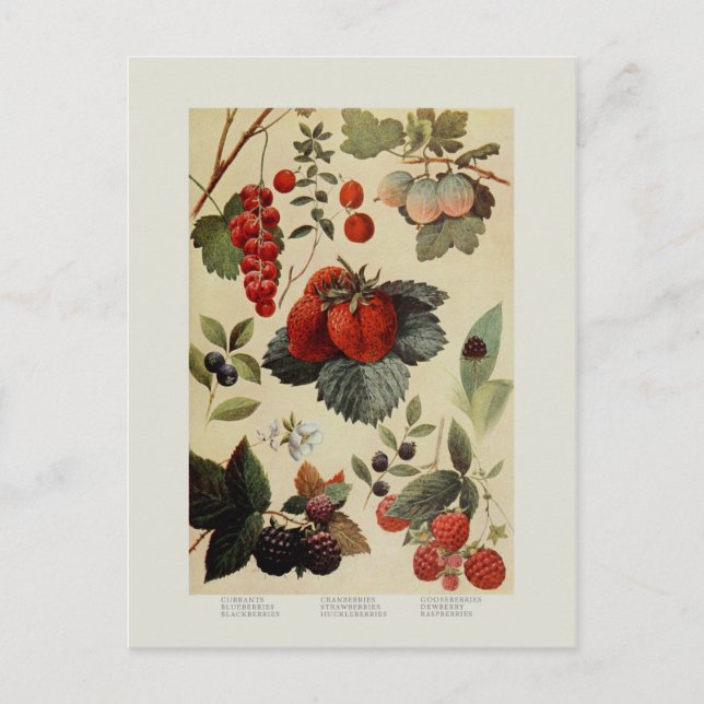 Carte Postale Berries (Devant)