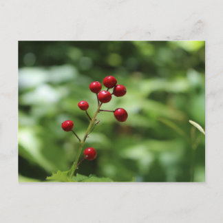 Carte Postale Berries dans la montagne