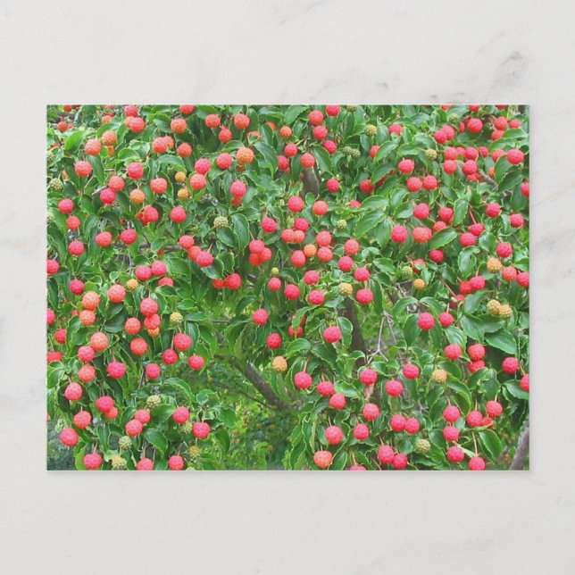 Carte Postale Berries de Kousa Dogwood (Devant)