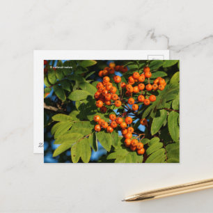 Carte Postale Berries de Rowan aux cendres d'Orange