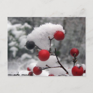 Carte postale Berries d'hiver
