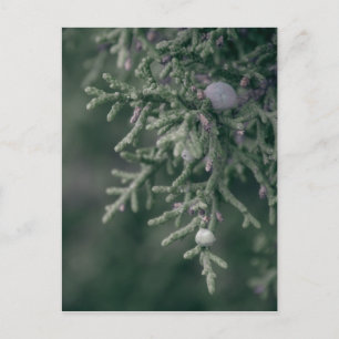 Carte Postale Berries Juniper
